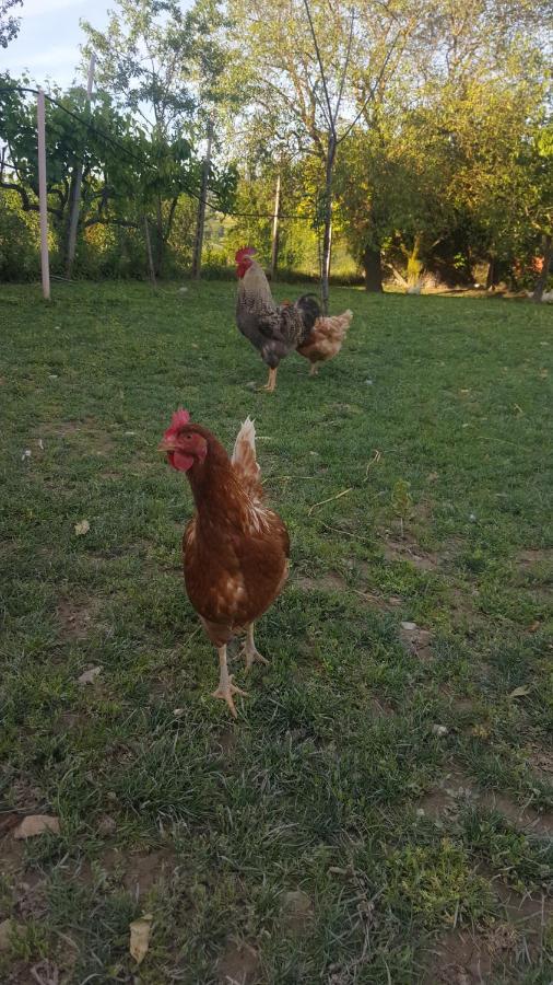 Agriturismo La Ginestrella Civitella D'Arna Kültér fotó